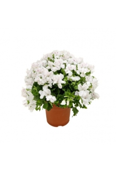 GERANIO CANDYFLOWER 4L...