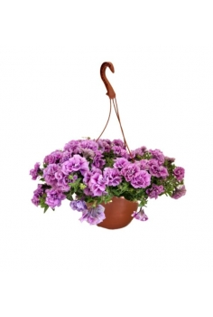 PETUNIA FLOR DOBLE LILA...