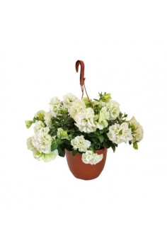 PETUNIA FLOR DOBLE BLANCA...