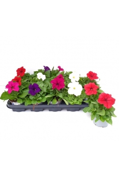 PETUNIAS MIX C-11 (15cm)...