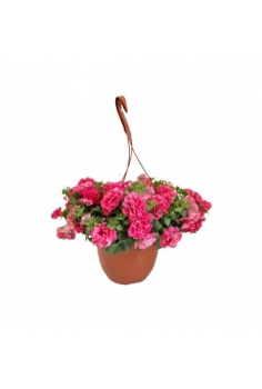 PETUNIA FLOR DOBLE ROSA...