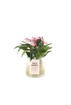 ANTHURIUM CRISTAL LILA C-15...