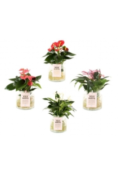 ANTHURIUM CRISTAL MIX C-15...