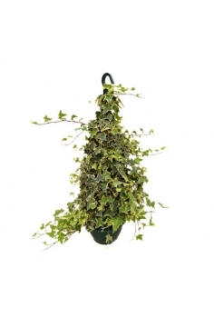 HEDERA GOLDEN PIRAMIDAL...