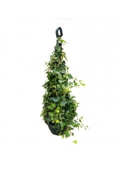 HEDERA HELIX PIRAMIDAL C-20...