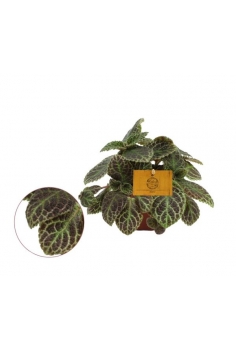 EPISCIA CUPREATA C-12 (alt:...