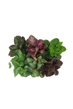 EPISCIA MIX C-12 (alt:...