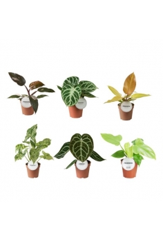 EXOTIC MIX PLANT X-12 (alt:...