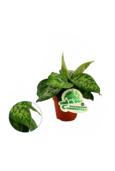 HOMALOMENA WALL.CAMOUFLAGE...