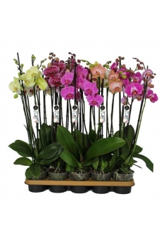 A-PHALAENOPSIS MIX C-12 (3...