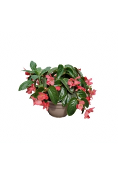 BEGONIA DRAGON WING ROSA...