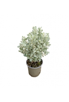 ATRIPLEX SILVER 2.5L (alt:...
