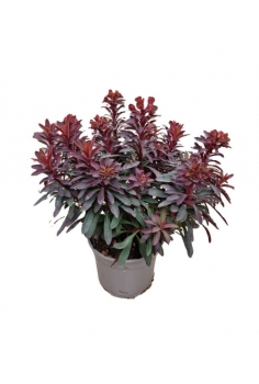 EUPHORBIA MONERS MERLOT...