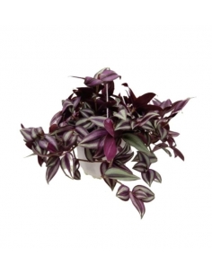 TRADESCANTIA ZEBRINA C-18...