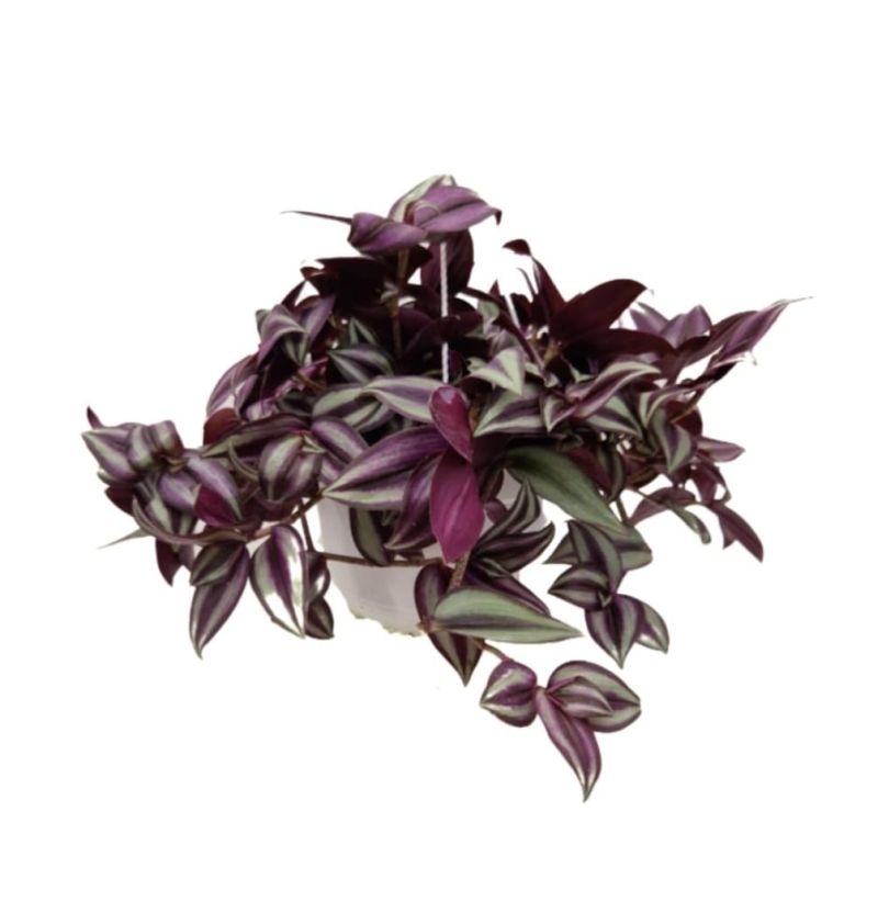 TRADESCANTIA ZEBRINA C-18 (diam:...