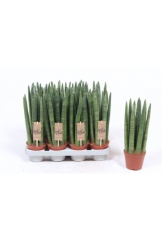 SANSEVIERIA CYLINDRICA...