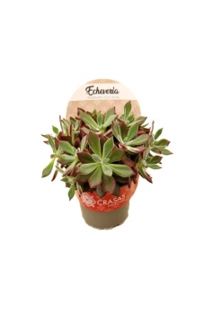 ECHEVERIA PULVINATA...