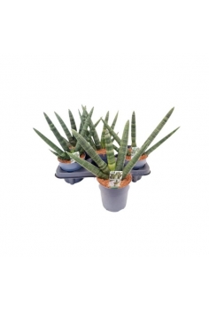 SANSEVIERA CILÍNDRICA...