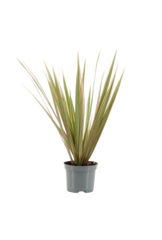 DRACAENA BILOCOR C-8 (alt:...