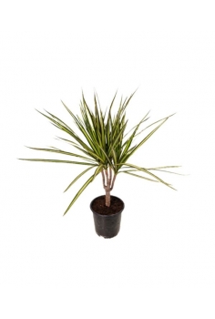 DRACAENA MARGINATA SUNRAY...