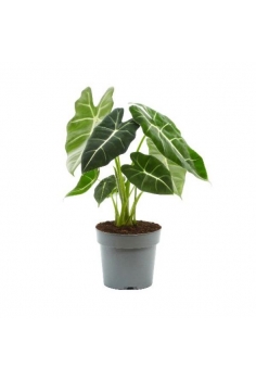 ALOCASIA FRYDEK C-15 (alt:...