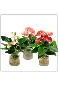 ANTHURIUM CRISTAL MIX C-14...