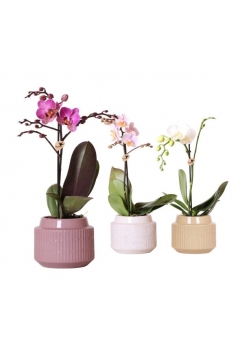 PHALAENOPSIS MIX + CERÁMICA...