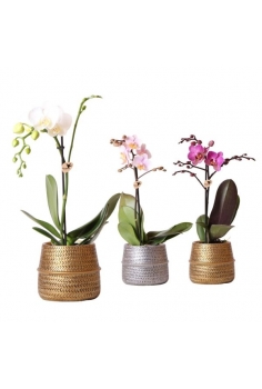 PHALAENOPSIS MIX + CERÁMICA...