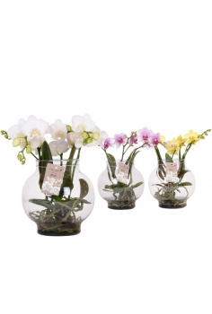 PHALAENOPSIS 3varas +...
