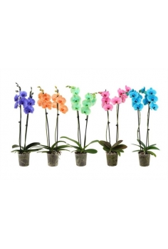 PHALAENOPSIS PINTADO MIX...