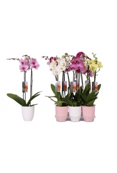 PHALAENOPSIS CERÁMICA MIX...