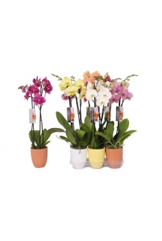 PHALAENOPSIS CERÁMICA MIX...