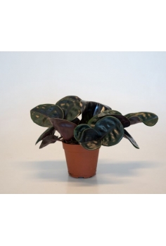 GEOGENANTHUS MIDNIGHT PEARL...