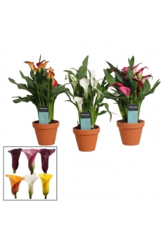 CALAS TERRACOTA POT MIX...