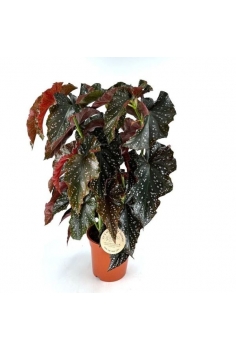 BEGONIA MACULATA WIGHTII...