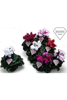 CYCLAMEN MINI MERENQUE C-12...