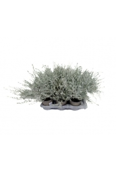 EREMOPHILA NIVEA 2.5L (alt:...