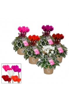 CYCLAMEN MINI W.PICAS MIX...