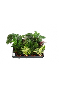 CALATHEA MIX C-7 (alt: 15cm)