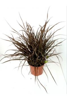 PHORNIUM RIZADO 5L (alt:...