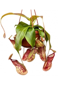 NEPENTHES GAYA COLGADOR...