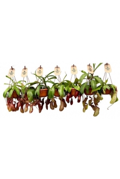 NEPENTHES MIX COLGADOR C-14...