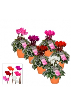 CYCLAMEN MINI W.PICAS...