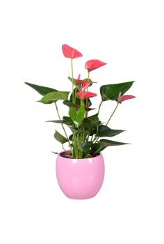 ANTHURIUM CERÁMICA BOLA...