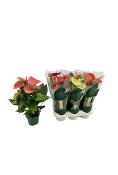 ANTHURIUM MIX C-9 (alt:...