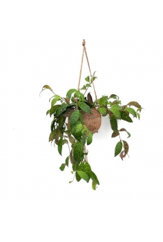 AESCHYNANTHUS MARMORATUS...