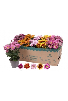 CHRYSANTHEMUM BICOLOR MIX...