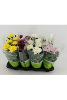 CHRYSANTHEMUM ZEMBLA MIX...