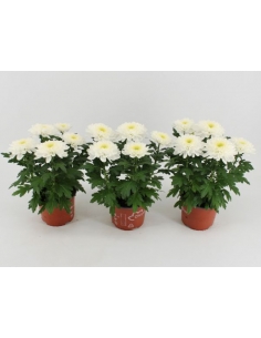CHRYSANTHEMUN ZEMBLA BLANCO...