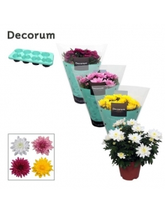 CHRYSANTHEMUN CHRYSTAL MIX...